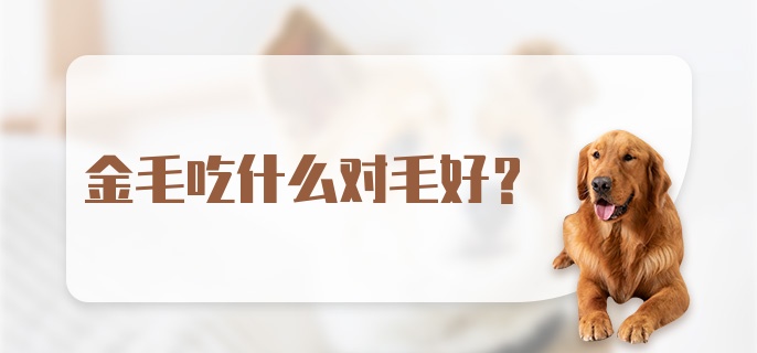 金毛吃什么对毛好？