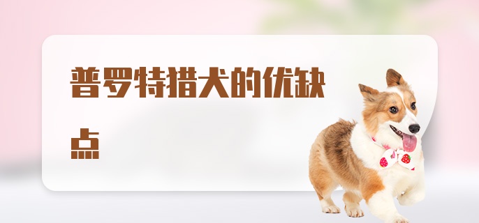 普罗特猎犬的优缺点