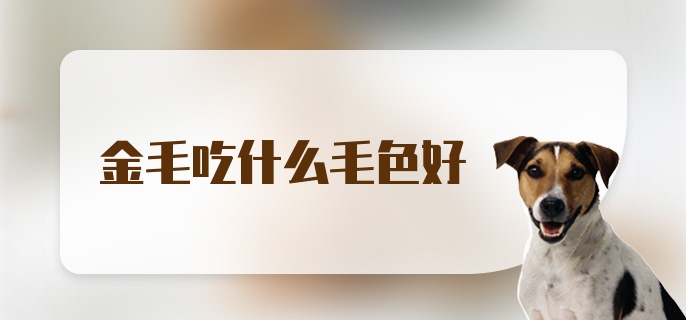 金毛吃什么毛色好