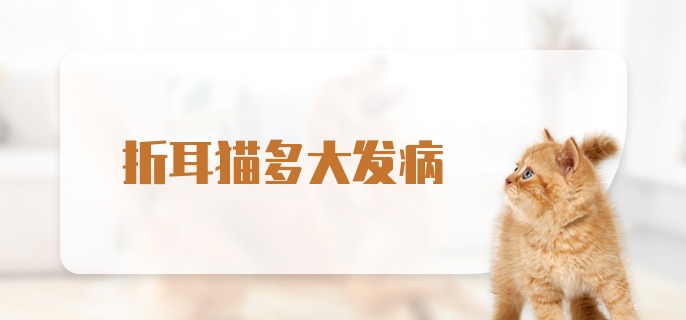 折耳猫多大发病