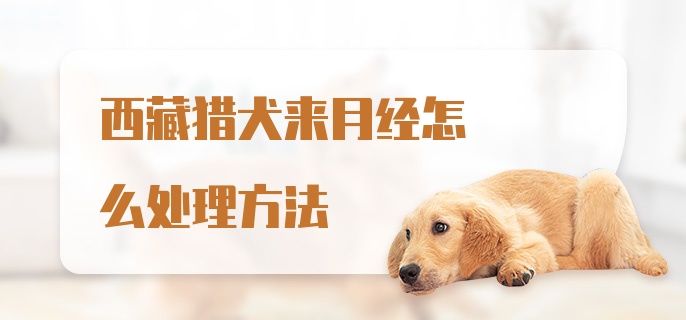 西藏猎犬来月经怎么处理方法