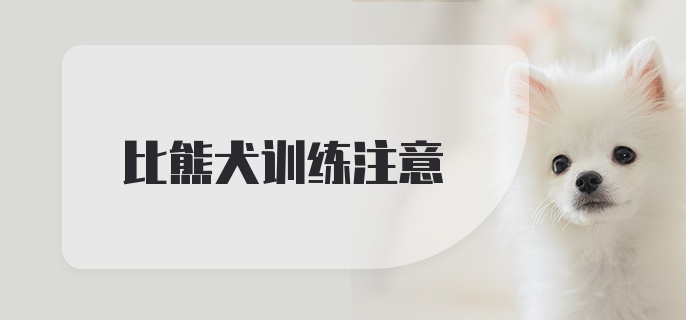 比熊犬训练注意