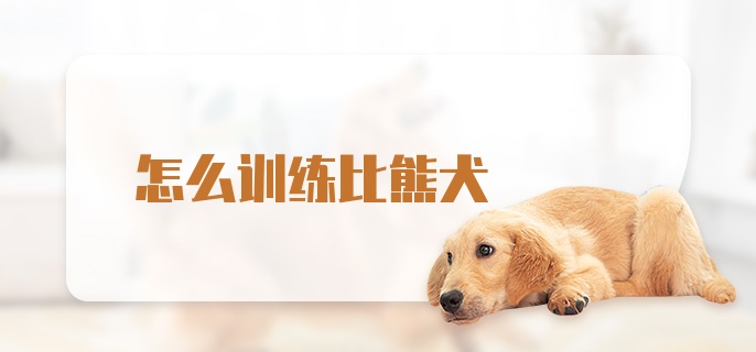 怎么训练比熊犬