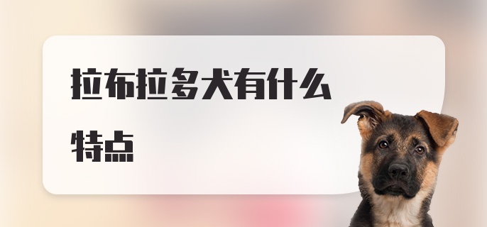 拉布拉多犬有什么特点