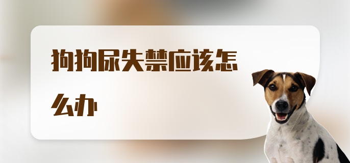 狗狗尿失禁应该怎么办