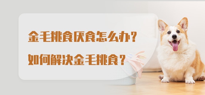 金毛挑食厌食怎么办?如何解决金毛挑食?