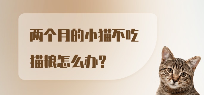 两个月的小猫不吃猫粮怎么办？