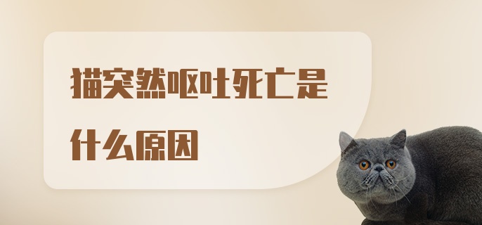 猫突然呕吐死亡是什么原因