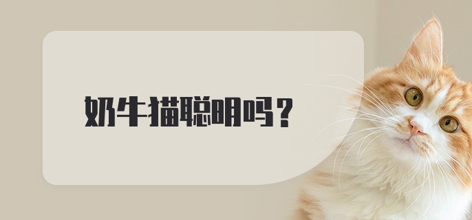 奶牛猫聪明吗？