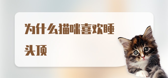 为什么猫咪喜欢睡头顶