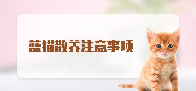 蓝猫散养注意事项