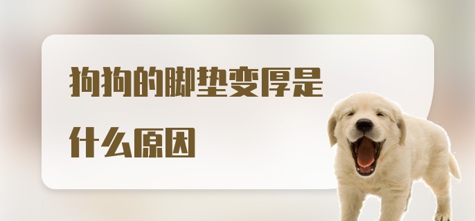 狗狗的脚垫变厚是什么原因