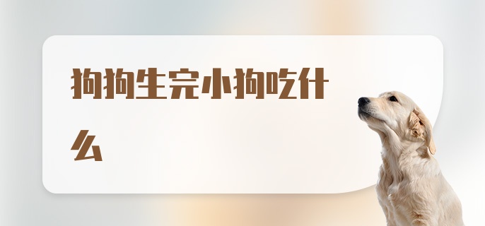 狗狗生完小狗吃什么