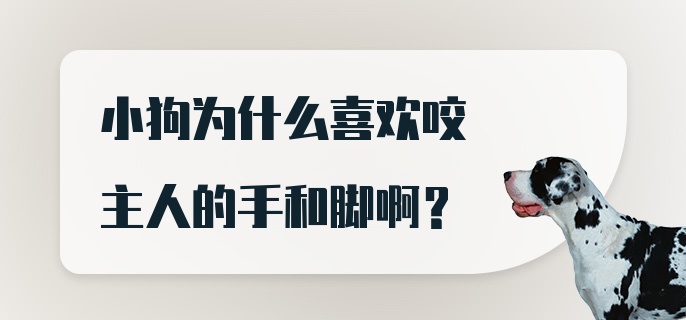 小狗为什么喜欢咬主人的手和脚啊？