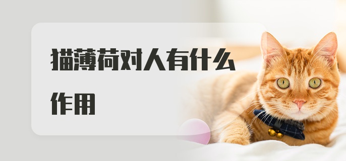 猫薄荷对人有什么作用