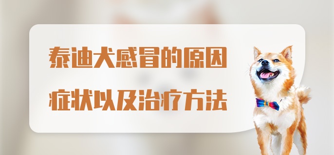 泰迪犬感冒的原因症状以及治疗方法