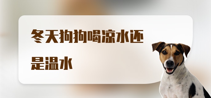 冬天狗狗喝凉水还是温水