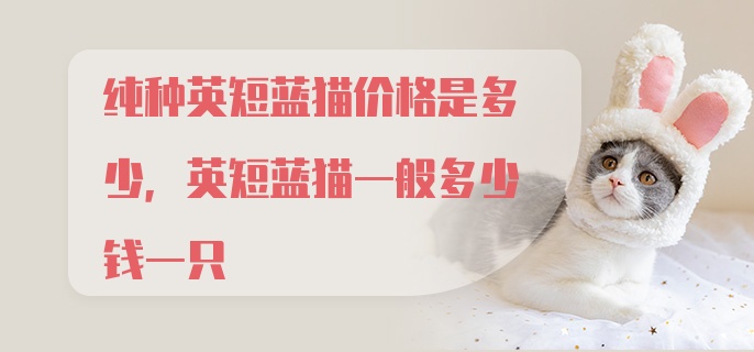 纯种英短蓝猫价格是多少，英短蓝猫一般多少钱一只