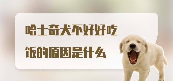 哈士奇犬不好好吃饭的原因是什么