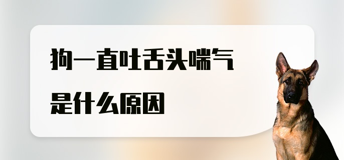 狗一直吐舌头喘气是什么原因