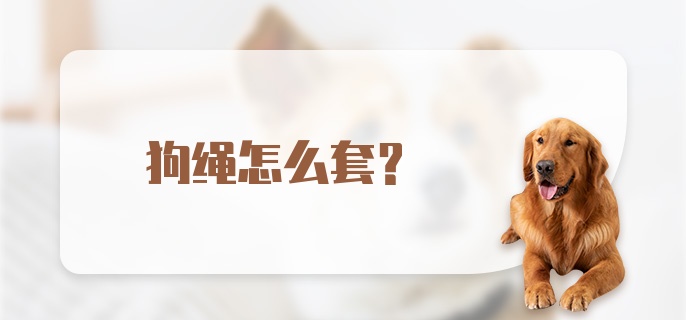 狗绳怎么套?