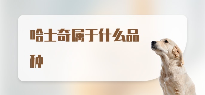 哈士奇属于什么品种