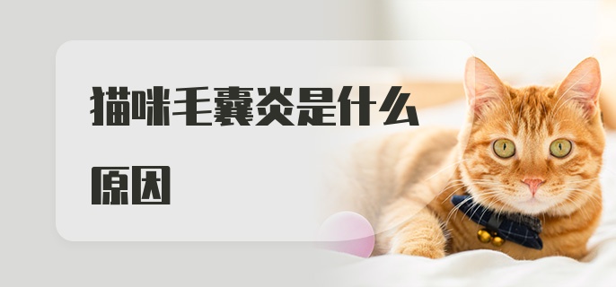 猫咪毛囊炎是什么原因