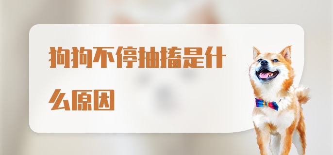 狗狗不停抽搐是什么原因