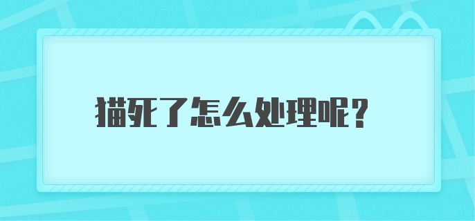 猫死了怎么处理呢？