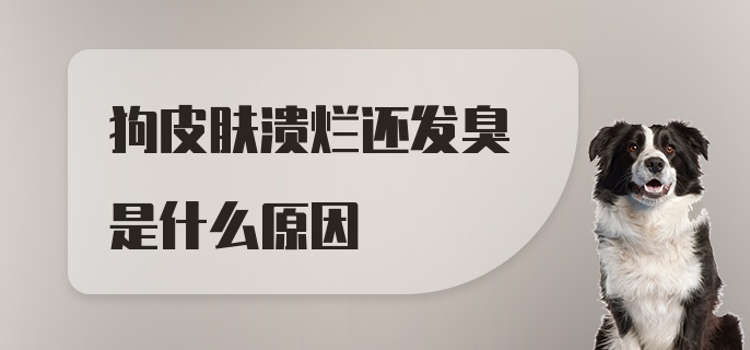 狗皮肤溃烂还发臭是什么原因