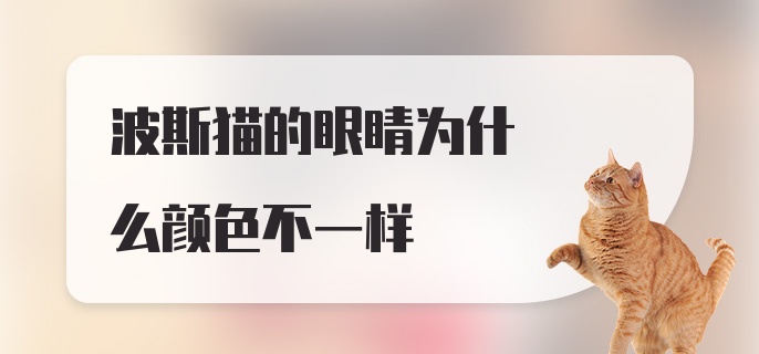 波斯猫的眼睛为什么颜色不一样