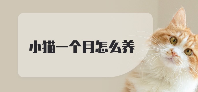 小猫一个月怎么养