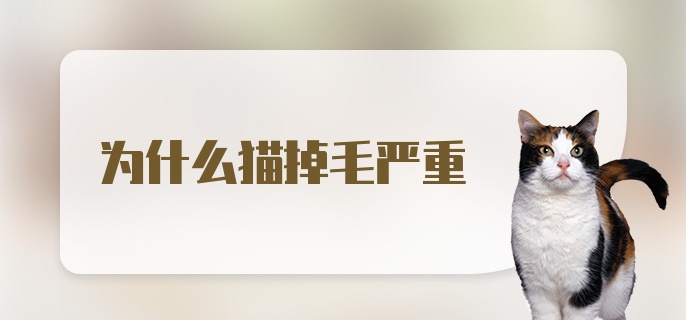 为什么猫掉毛严重