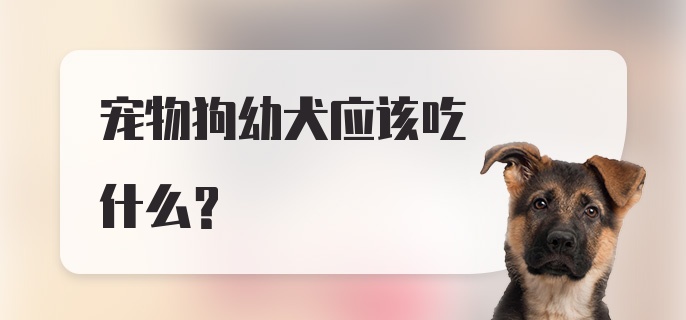 宠物狗幼犬应该吃什么？