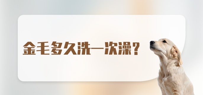 金毛多久洗一次澡?