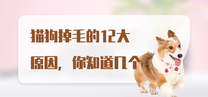 猫狗掉毛的12大原因,你知道几个