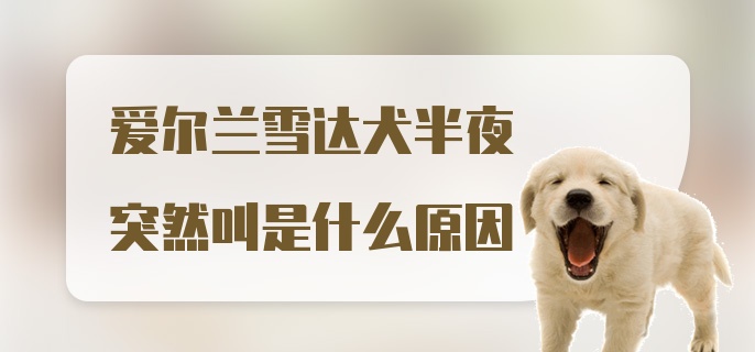 爱尔兰雪达犬半夜突然叫是什么原因