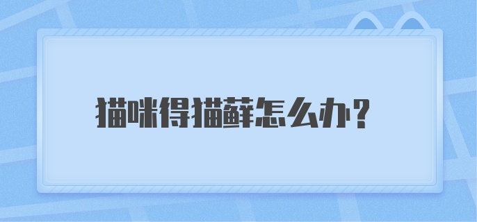 猫咪得猫藓怎么办？