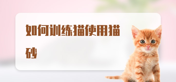 如何训练猫使用猫砂