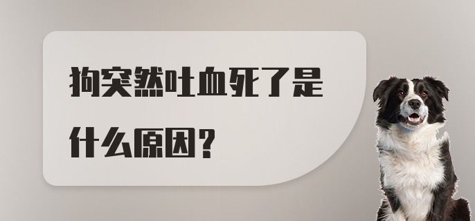 狗突然吐血死了是什么原因？