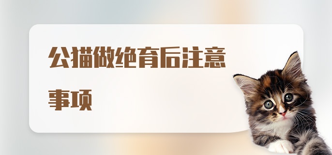 公猫做绝育后注意事项