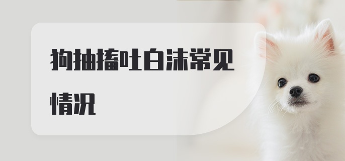 狗抽搐吐白沫常见情况