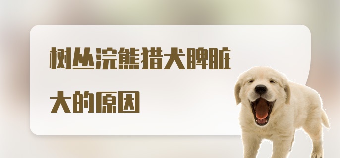 树丛浣熊猎犬脾脏大的原因