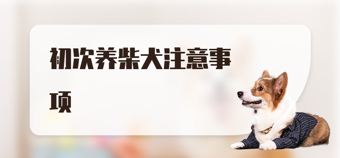 初次养柴犬注意事项