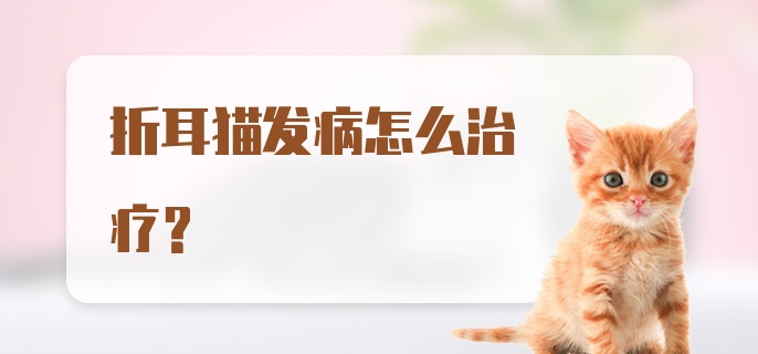 折耳猫发病怎么治疗？