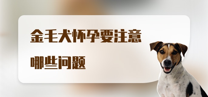 金毛犬怀孕要注意哪些问题