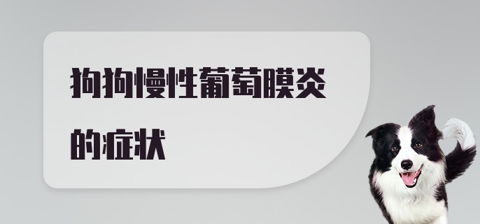 狗狗慢性葡萄膜炎的症状