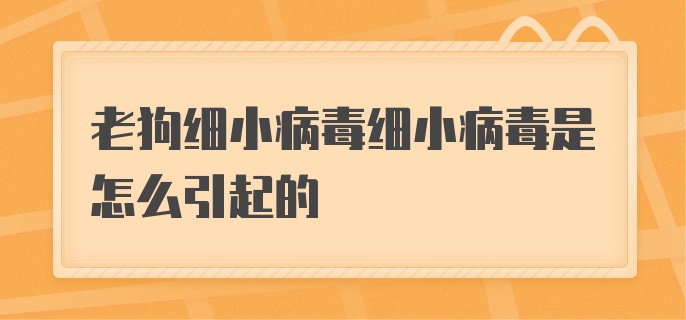 老狗细小病毒细小病毒是怎么引起的