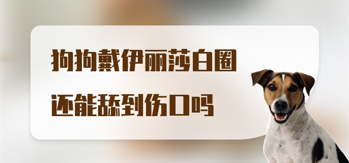 狗狗戴伊丽莎白圈还能舔到伤口吗