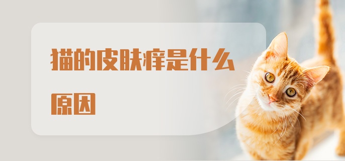 猫的皮肤痒是什么原因